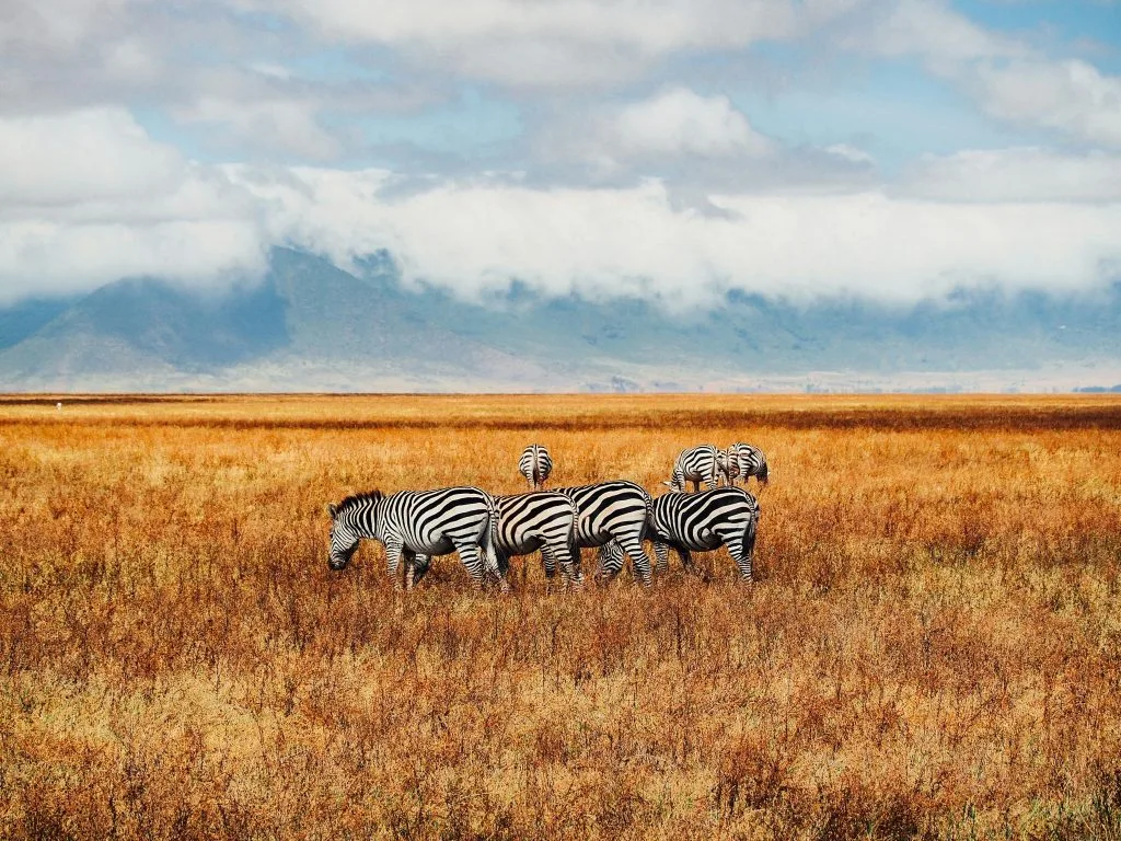 Ngorogoro