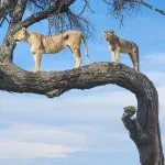 serengeti safari lion big five