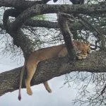 serengeti photography travel wildlife