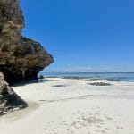 zanzibar beach tanzania dolphin