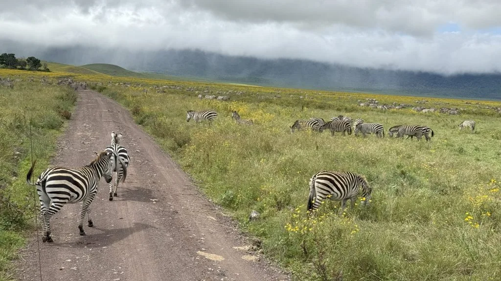 ngorongoro 4